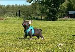 Franse Bulldog pups- getraind , met stamboom, CDV (hondenziekte), Meerdere, Bulldog, Teef