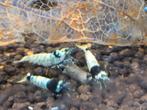 Blue shadow mosura(caridina garnalen), Dieren en Toebehoren