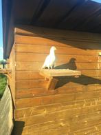 Witte duiven huwelijk, Animaux & Accessoires, Oiseaux | Pigeons