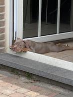 pocket bulldog, België, Particulier, 15 weken tot 1 jaar, Bulldog