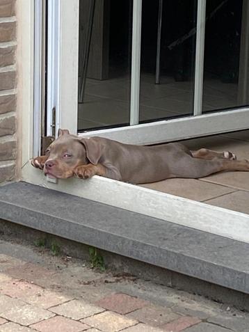 pocket bulldog  beschikbaar voor biedingen