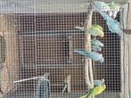 Vogels, Dieren en Toebehoren, Vogels | Parkieten en Papegaaien, Meerdere dieren, Parkiet, Geringd