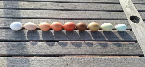 Blauw/ groenlegger broedeieren, Dieren en Toebehoren, Pluimvee, Kip, Geslacht onbekend