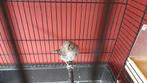 kanarie pop, Dieren en Toebehoren, Vogels | Kanaries, Vrouwelijk