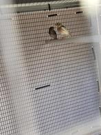 Pinson, Dieren en Toebehoren, Ophalen