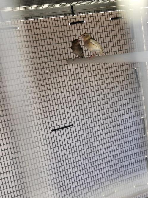 Pinson, Dieren en Toebehoren, Overige Dieren-accessoires, Ophalen