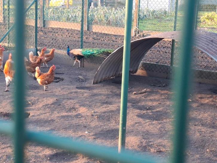 Pauwen te koop, Animaux & Accessoires, Volatiles, Autres espèces, Plusieurs animaux