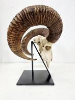 Mooie grote mouflon schedel, Antiek en Kunst, Ophalen