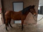 Te koop 4 jarige D-pony, Vermifugé, Poney de récréation, Poney D (1.37 m à 1.48m), Non dressé