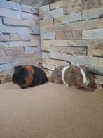 Jonge cavia's, Dieren en Toebehoren, Knaagdieren, Cavia, Meerdere dieren, Tam, September