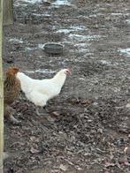 Volwassen poules de bresse hennen, Dieren en Toebehoren, Pluimvee