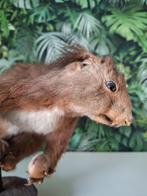 opgezette eekhoorn taxidermie, Ophalen of Verzenden, Gebruikt, Overige soorten, Opgezet dier