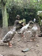 Indische loopeend, Meerdere dieren, Eend