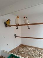 Chardonnerets à vendre