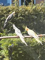 Laatste jonge valkparkieten, Dieren en Toebehoren