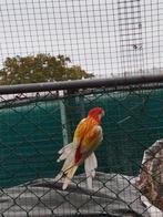 Rozella, Dieren en Toebehoren, Vogels | Parkieten en Papegaaien