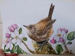 Peinture à l'aquarelle, Wren, Enlèvement ou Envoi