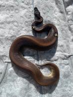 1.0 Ballpython Suma HRA paradox, Dieren en Toebehoren, Reptielen en Amfibieën, Slang, Tam, 0 tot 2 jaar