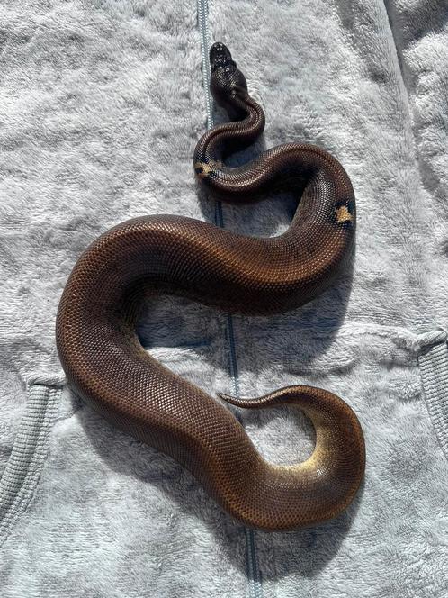 1.0 Ballpython Suma HRA paradox, Dieren en Toebehoren, Reptielen en Amfibieën, Slang, 0 tot 2 jaar, Tam