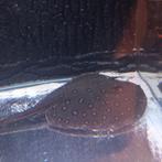 Potamotrygon motoro male disc maat circa 40-45 cm, Dieren en Toebehoren, Vissen | Aquariumvissen, Vis, Zoetwatervis