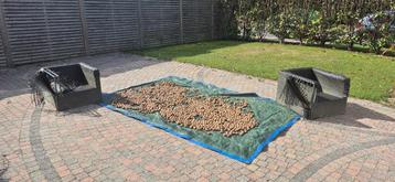 Noix fraîches du jardin - reste 60 kg beschikbaar voor biedingen