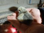 Één dags kuikens padua,mechelse koekoek, zijdehoender, Dieren en Toebehoren