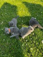 Kittens Britse korthaar, Dieren en Toebehoren, Kater, Ontwormd