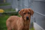 Labrador pups bijna 4 maandjes, Dieren en Toebehoren, CDV (hondenziekte), Meerdere, Meerdere dieren, België
