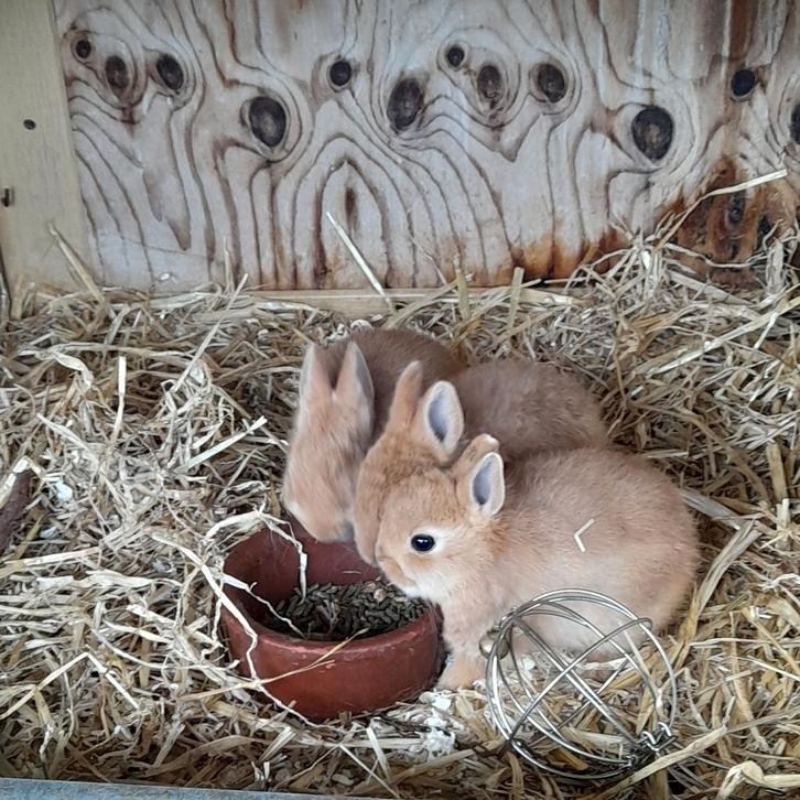 Jonge oranje kleurdwerg  (voedstertjes), Dieren en Toebehoren, Konijnen, Dwerg, Vrouwelijk, 0 tot 2 jaar