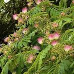 perzische slaapboom, Tuin en Terras, Ophalen, Lente