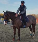 Halve stal aangeboden, Vermifugé, 11 ans ou plus, Cheval de saut, 170 à 175 cm