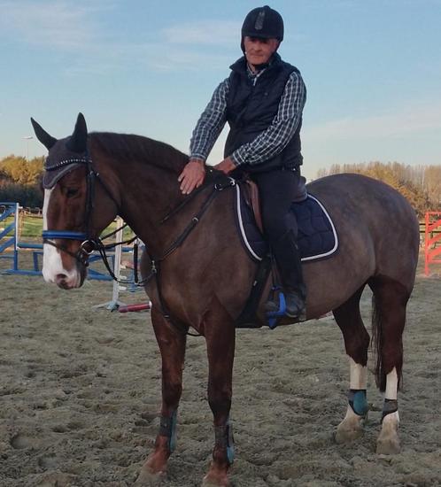 Halve stal aangeboden, Dieren en Toebehoren, Paarden, Merrie, 170 tot 175 cm, 11 jaar of ouder, Springpaard, Gechipt, Ontwormd