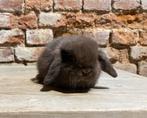 Minilop voedstertjes ( transport mogelijk), Dieren en Toebehoren, Konijnen, Vrouwelijk, Dwerg, Hangoor, 0 tot 2 jaar