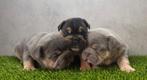 Franse Bulldog pups bij ons thuis geboren!, België, Fokker | Hobbymatig, CDV (hondenziekte), 8 tot 15 weken