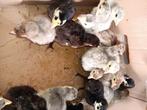Kalkoenen, Dieren en Toebehoren, Geslacht onbekend, Kalkoen