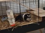 Cavia te verkrijgen, Dieren en Toebehoren, April, Mannelijk, Cavia