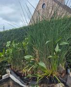 Diverse vijverplanten, Ophalen