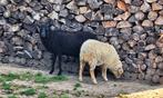2 Quessant ooien, Dieren en Toebehoren, Vrouwelijk, Schaap