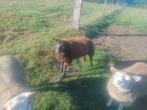 Texel , Texelaar, Dieren en Toebehoren