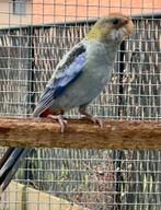 Mooie jonge bleekkoprosella