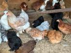 Legkippen en sierkippen zaterdag en zondag in Rillaar, Dieren en Toebehoren, Pluimvee
