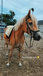 Liefste Haflinger merrie te koop 2,5 jaar, Vermifugé, Débourré, Moins de 160 cm, 0 à 2 ans