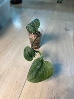 Scindapsus Silver Cloud, Huis en Inrichting, Ophalen of Verzenden