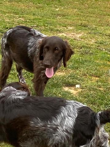 Heidewachtel / kleine munsterlander  beschikbaar voor biedingen