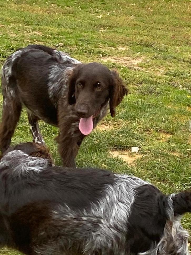 Heidewachtel / kleine munsterlander, Dieren en Toebehoren, Honden | Retrievers, Spaniëls en Waterhonden, Meerdere dieren, Overige rassen