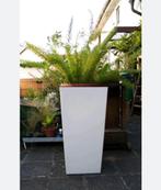 Pot pour plantes, Overige soorten, Minder dan 100 cm, Ophalen of Verzenden, In pot