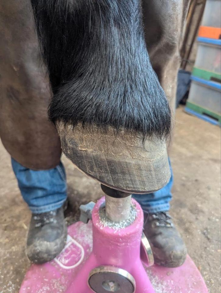 Bekapper aangeboden, Dieren en Toebehoren, Paarden en Pony's | Verzorgingsproducten, Ophalen