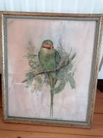 Antieke vogelprent Palaeornis Nicobaricus ingelijst, Antiek en Kunst, Ophalen