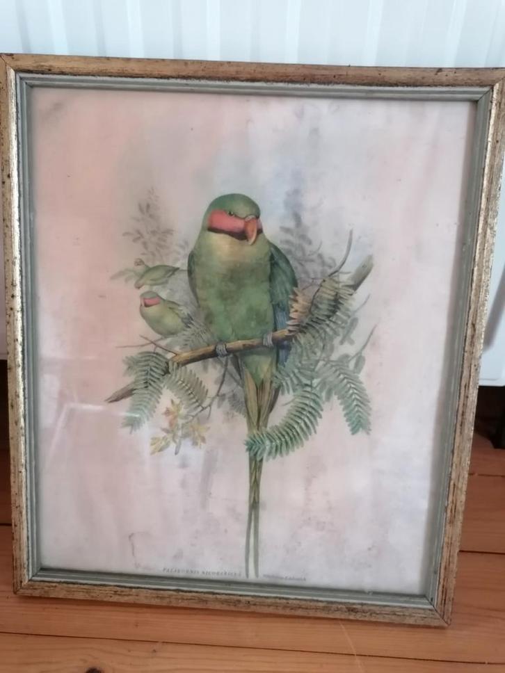 Antieke vogelprent Palaeornis Nicobaricus ingelijst, Antiek en Kunst, Kunst | Tekeningen en Fotografie, Ophalen