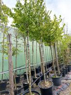 Parrotia persica hoogstam, Tuin en Terras, Planten | Bomen, In pot, Ophalen